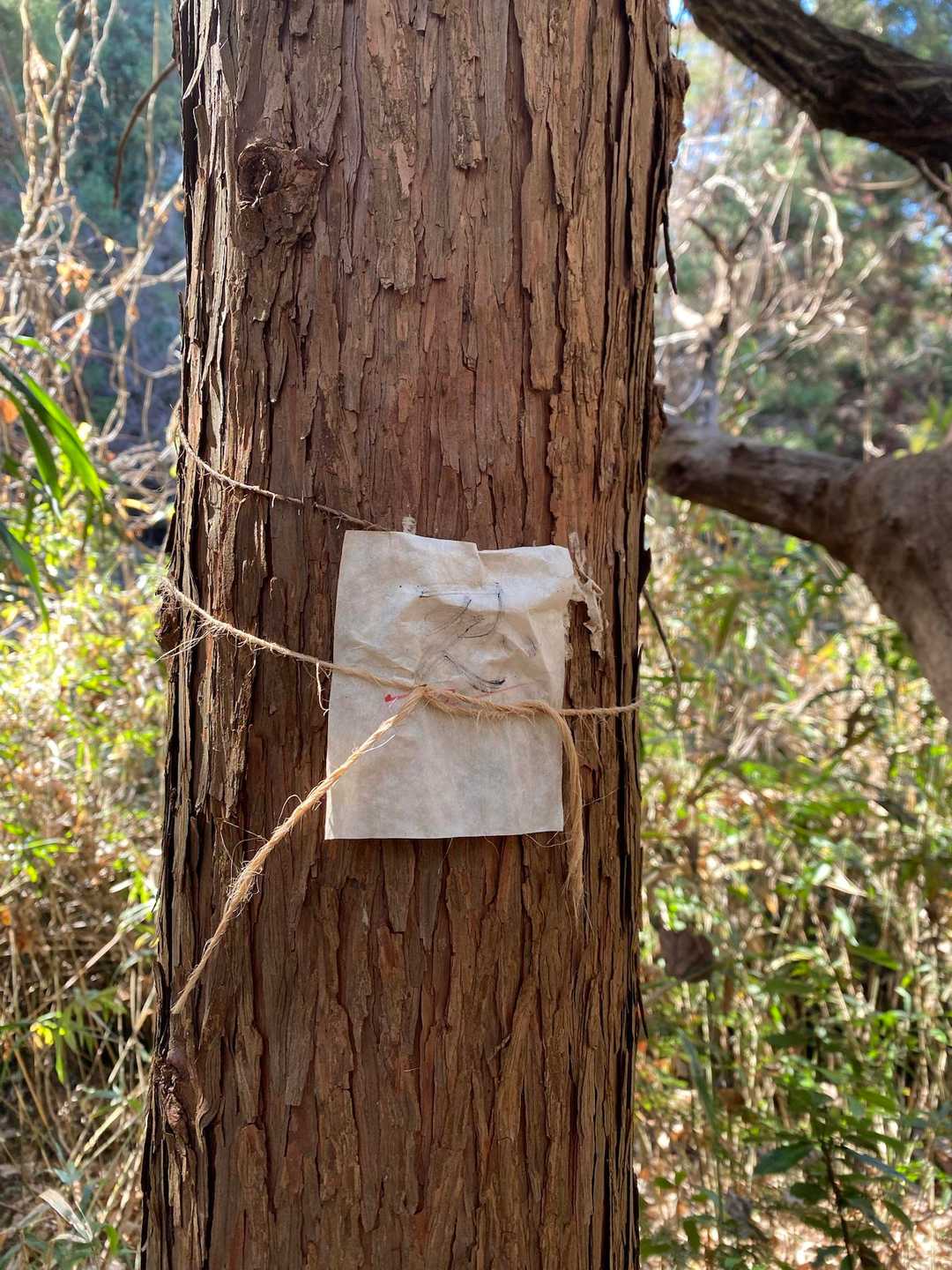 龍渓院道の忍者道🥷