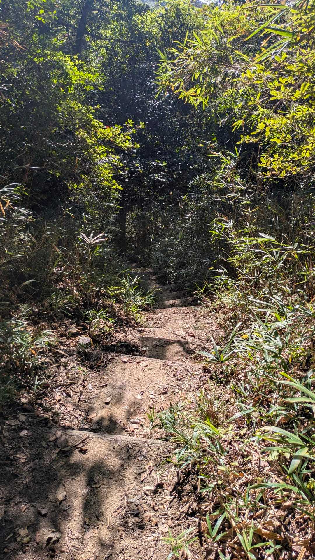 交野山→旗振山の道はめっちゃ急で滑りやすい。(コケました)
ところどころ鎖もあったりするぐらい。