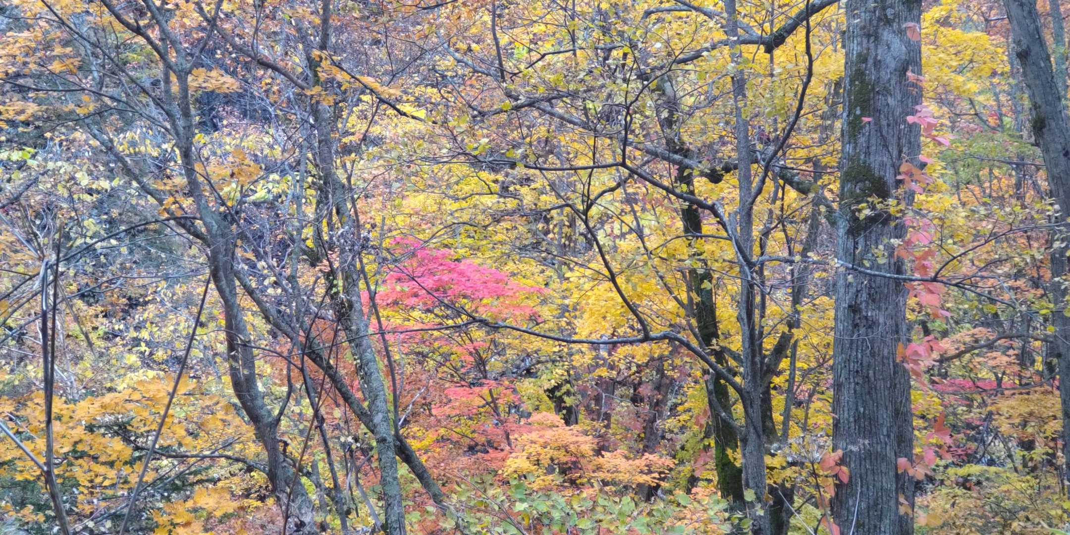 熊ノ沢登山口-定山渓天狗岳 往復コースの写真