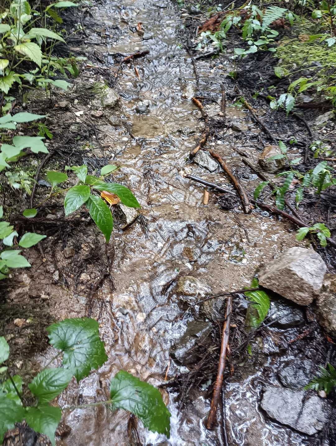 昨日の雨で登山道が小川