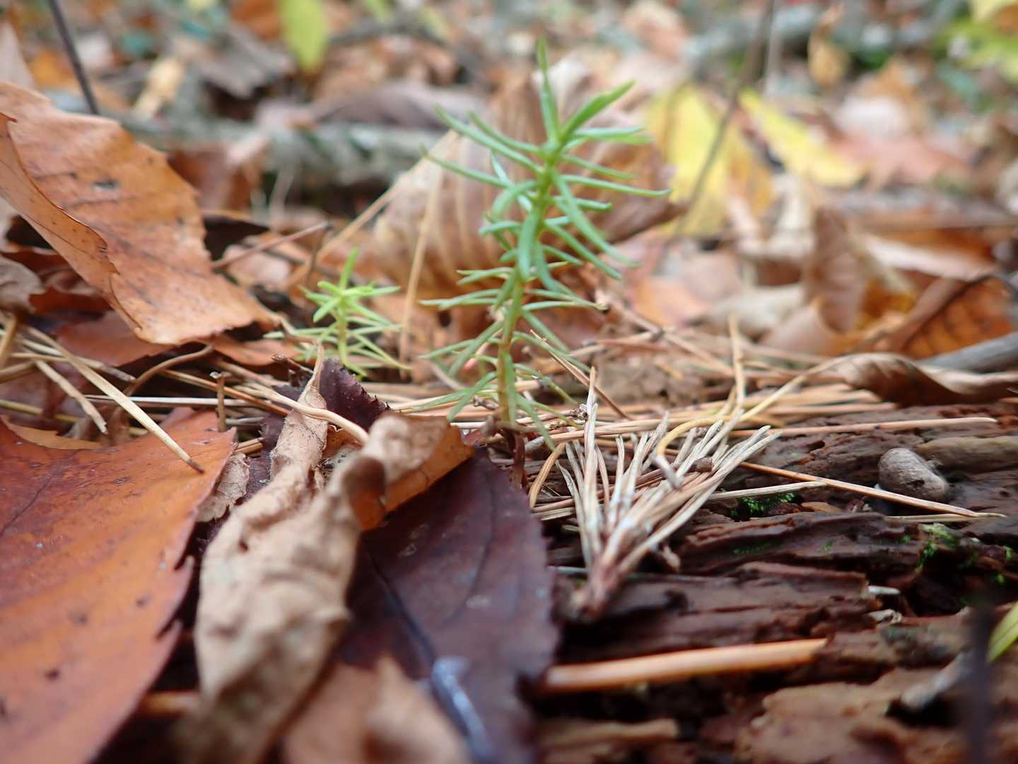 カラマツの子ら🌲
冬に備えよ👍