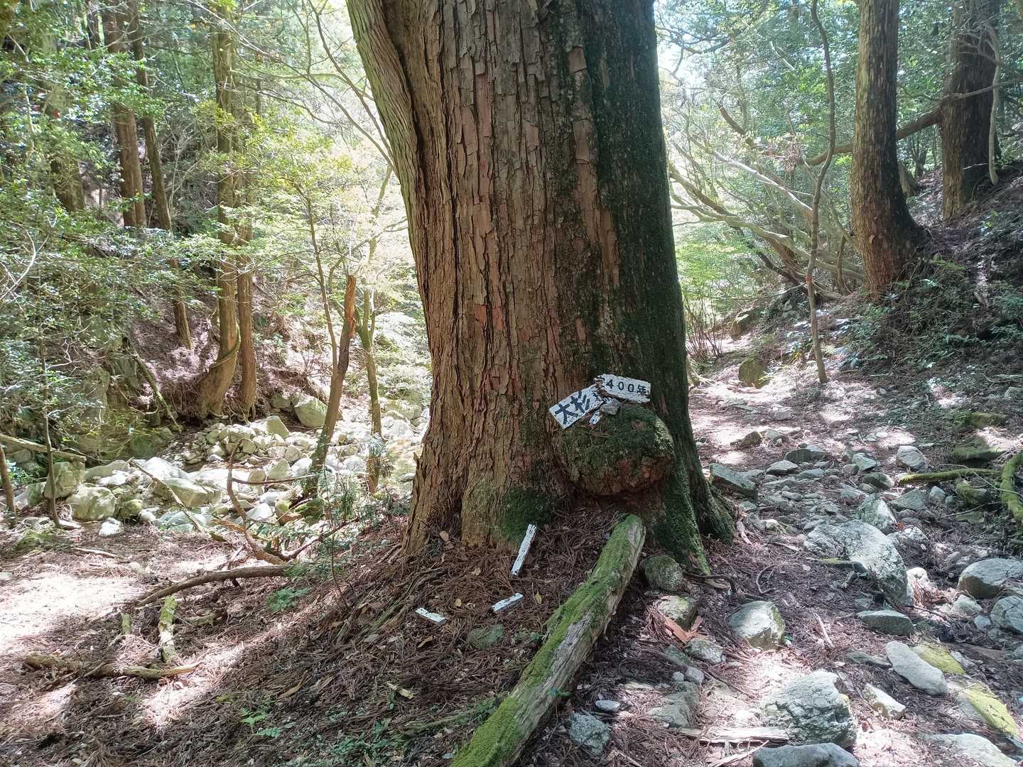 脊振山-矢筈峠 周回コースの写真