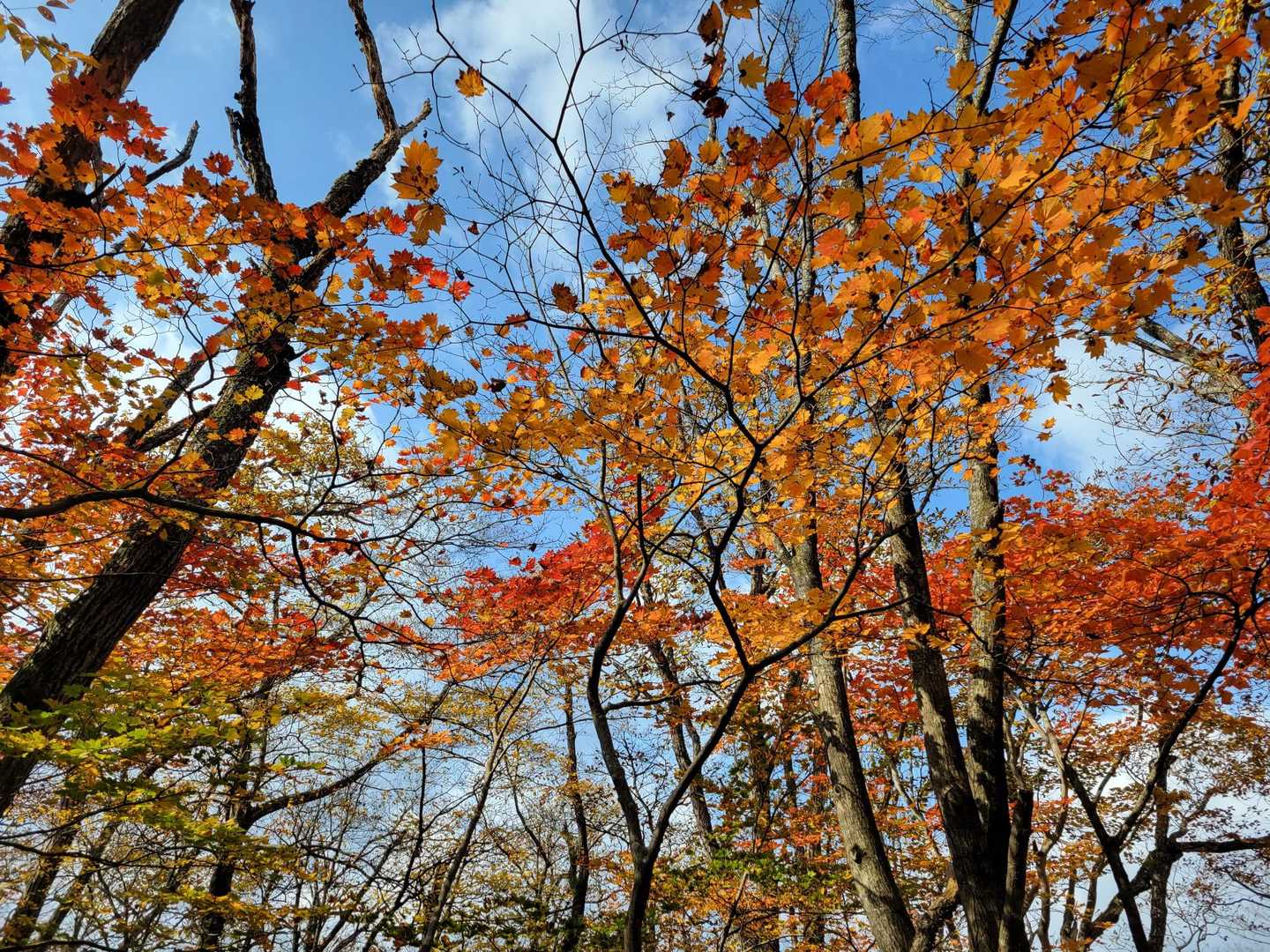 青麻山 周回コースの写真