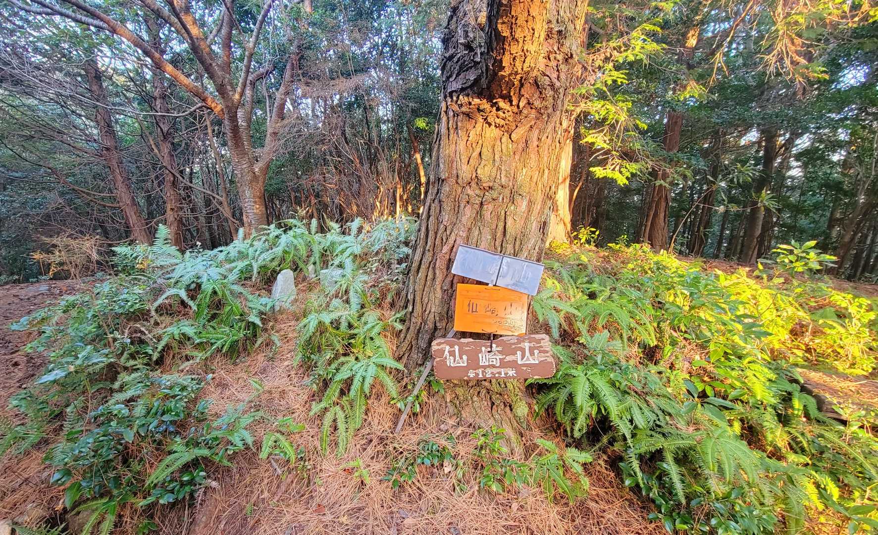 と思っていると仙崎山の山頂に到着した😁
三等三角点 ( 仙崎 h=412.13m) は左手のシダの所にあります。