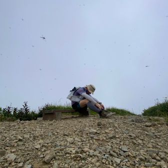 茂倉登り脚が動かず、行く先々太陽がついて来やがる　トンボ大量
