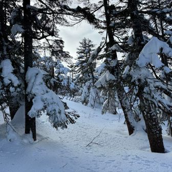 ラッセルスタート