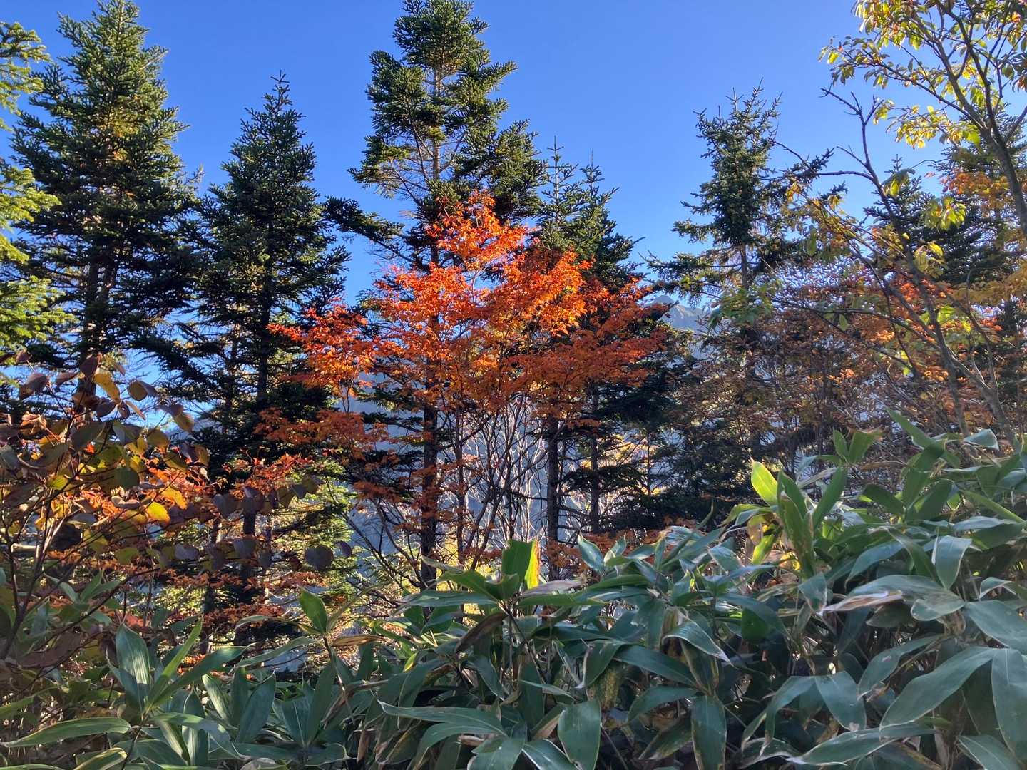 紅葉してきてますー🍁