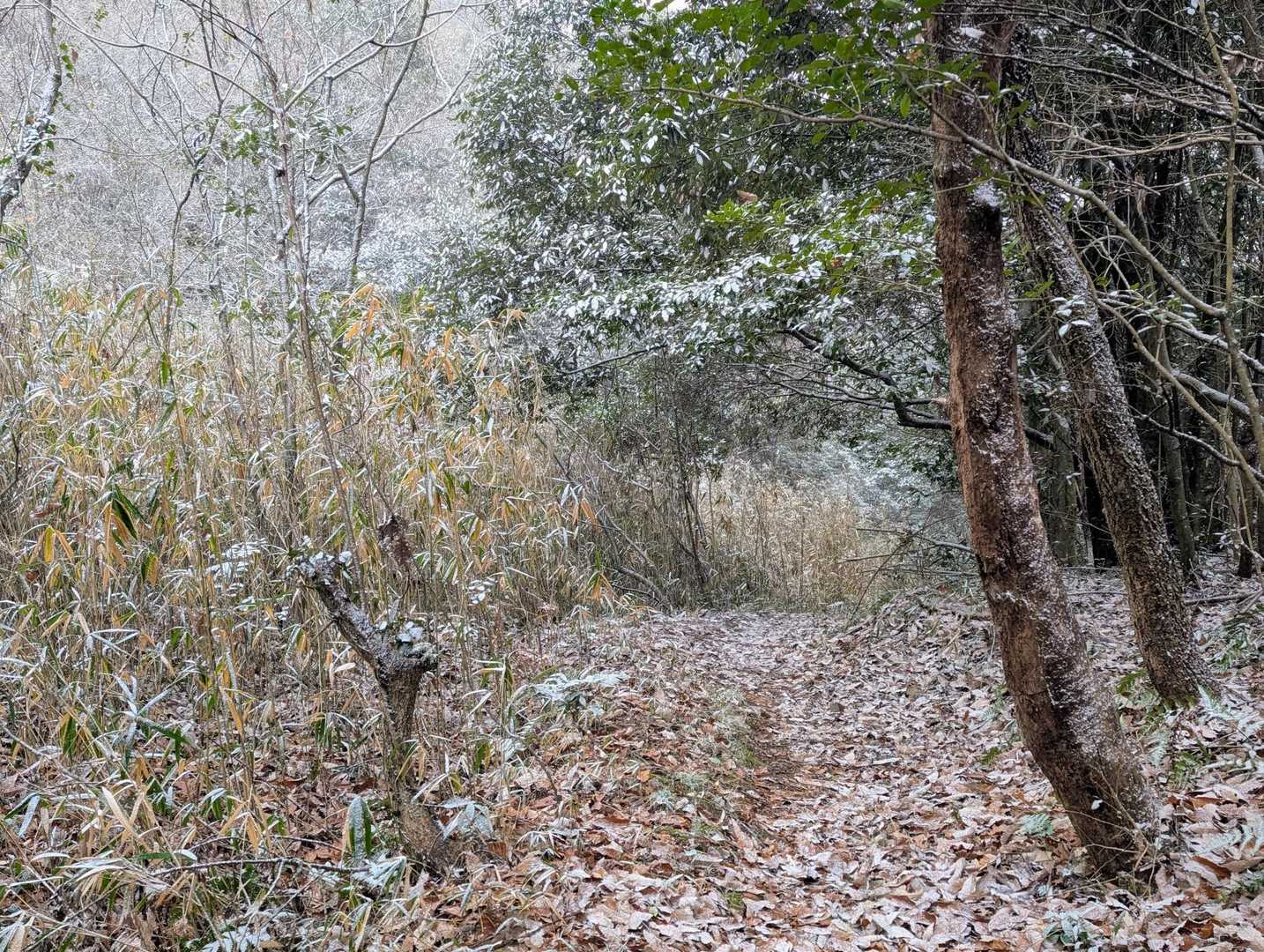 今日は鳥取は大雪、岡山県南でも午後から雪予報でしたが、その通りになりました✨