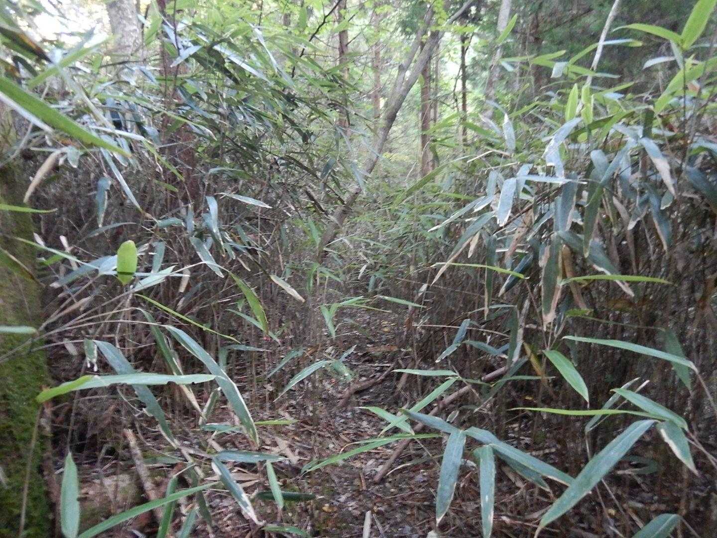 この辺から笹が登場😆