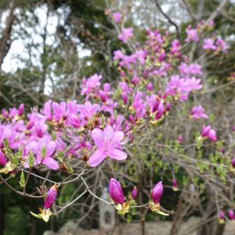 朝日山山頂。きれいなミツバツツジです。平等院も見えますが少し見にくいでした。
