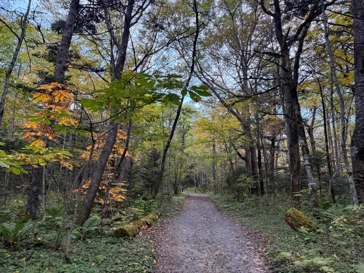 下の方も少しずつ色づいてきていますね😉🍁