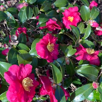 西行戻しの松まで登り返してゴール
松島パノラマライン駐車場にはトイレあり
喫茶ができるパノラマハウスは年初めのお休み中だった。
今回のルートはshivaさんの「松島観光はこのコースでいいじゃん😍2025.12.07」を参考にさせていただきました。ありがとうございました。今回のルートは、瑞巌寺、円通院、五大堂、観瀾亭と松島の有名どころに行かれた方にもお薦めします。観光地とは違う松島が静かに味わえます。