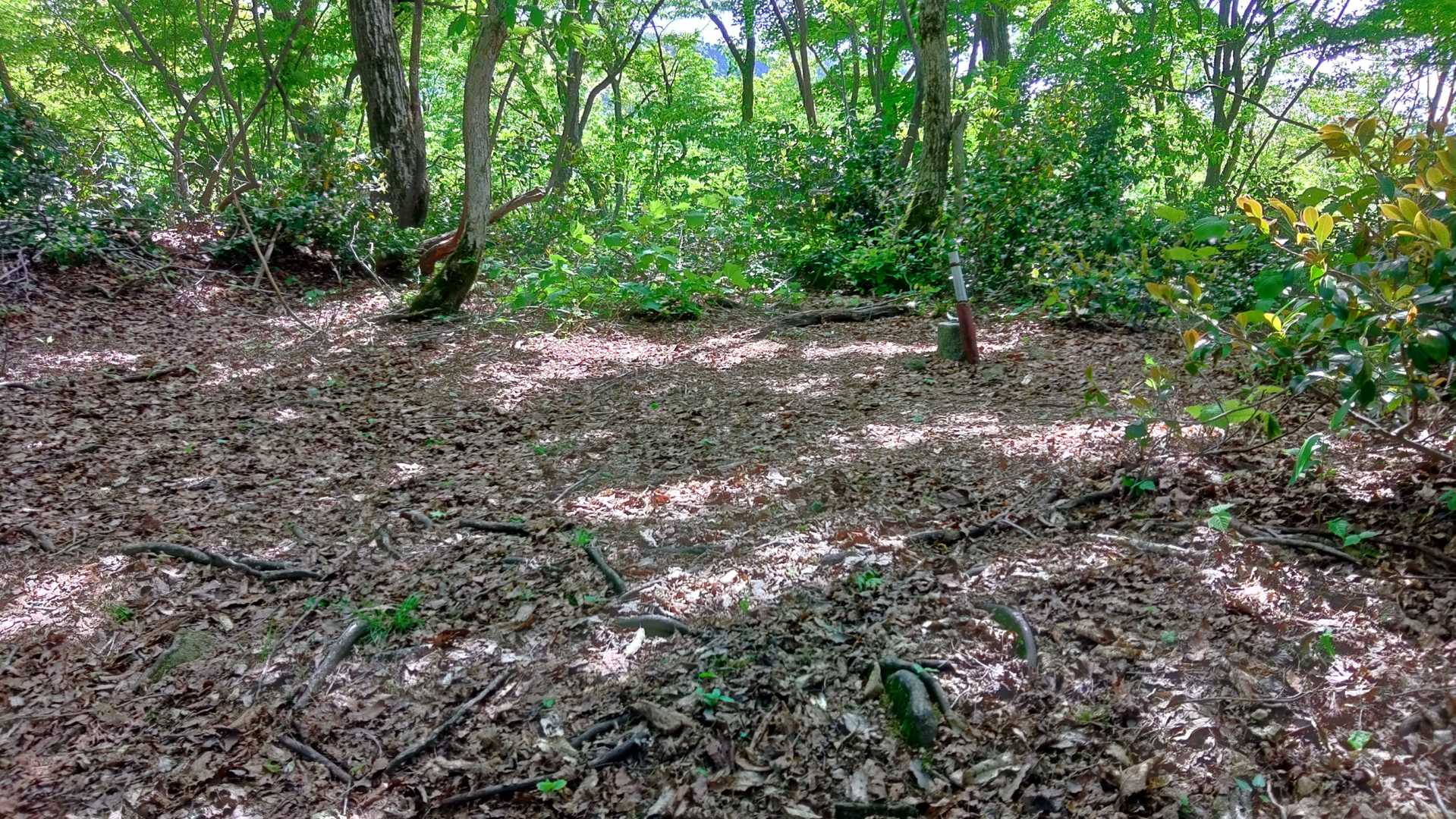 登山道横の広場にあっけなく三角点発見。