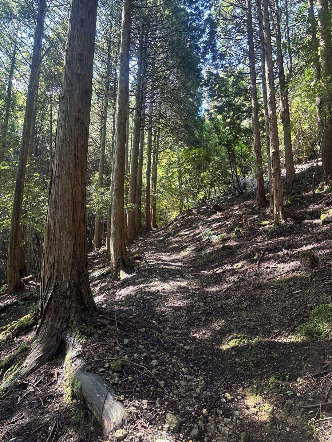 鬼ヶ城登山道入口-烏ヶ岳 往復コースの写真