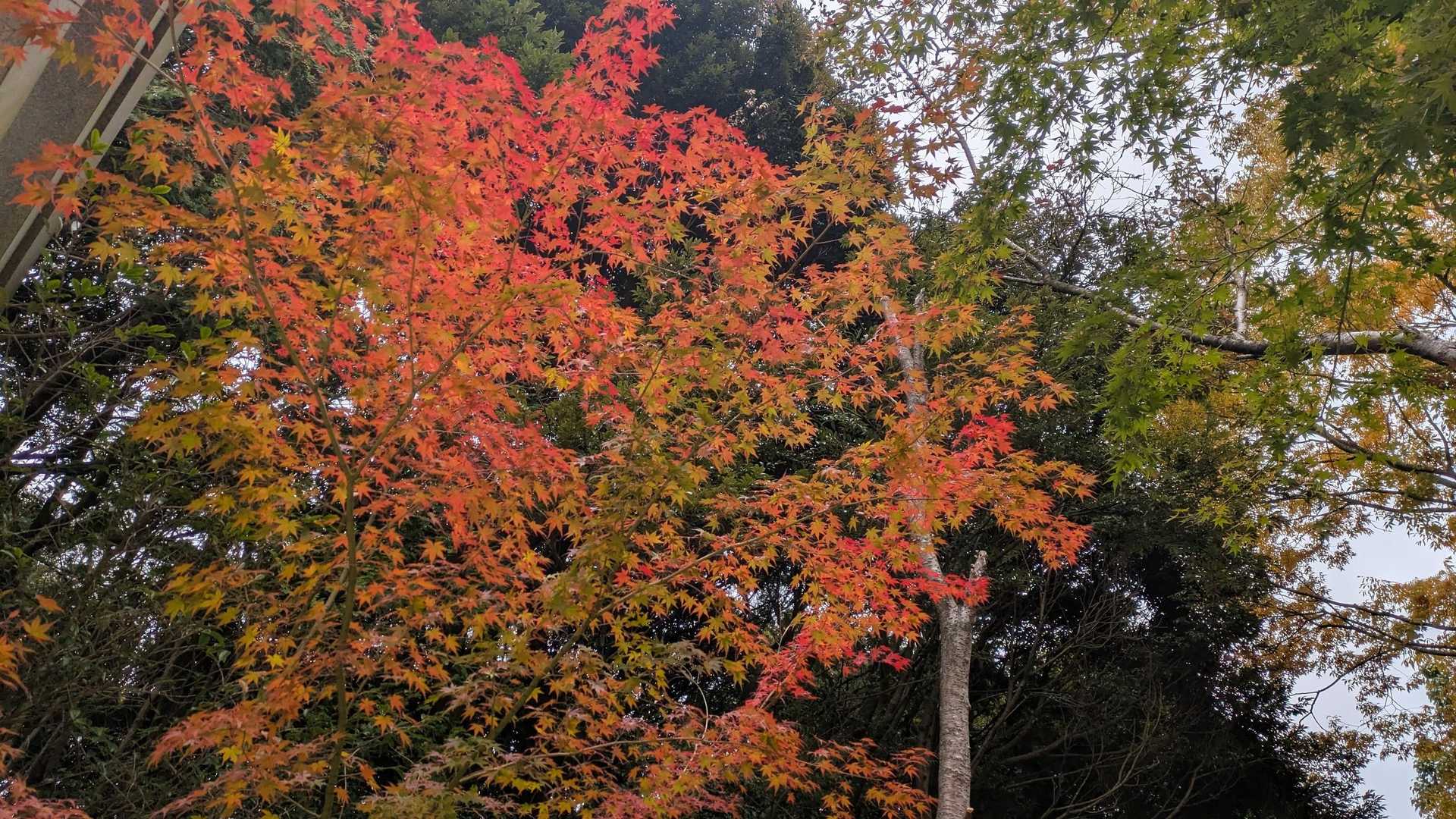 🍁