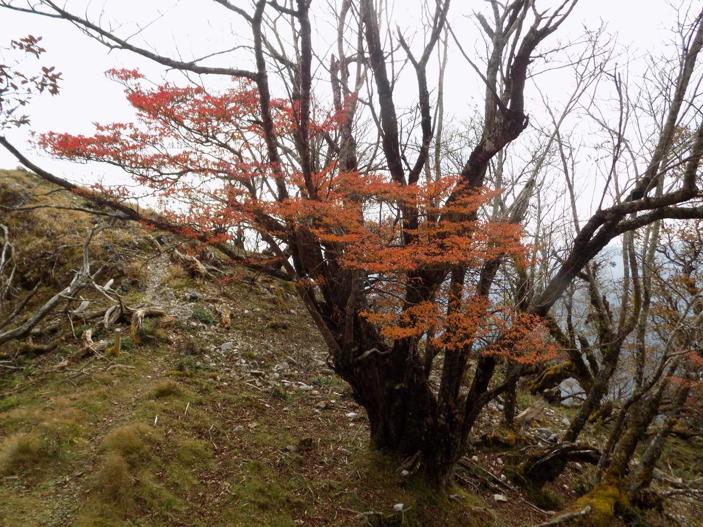 生け花みたい