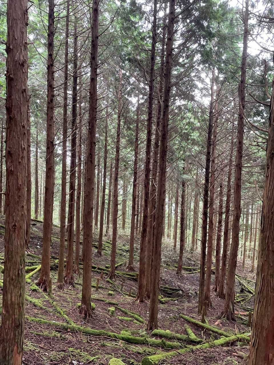 駐車場登山口-井野川越-大座礼山 往復コースの写真