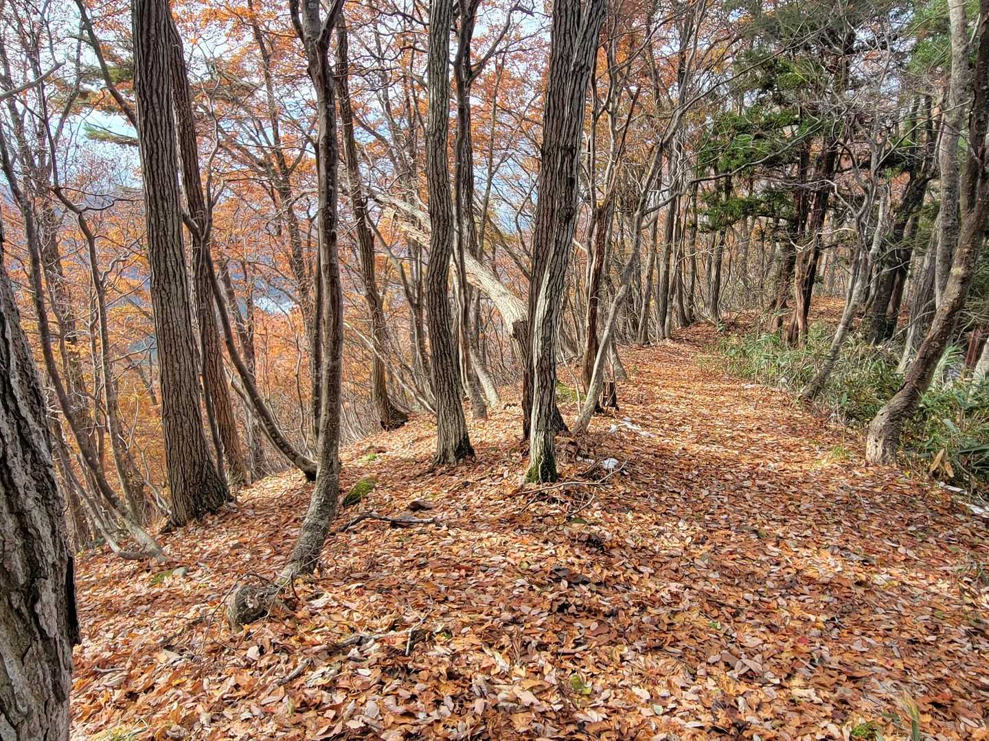 フカフカの落ち葉🍂
気持ちいい～♪