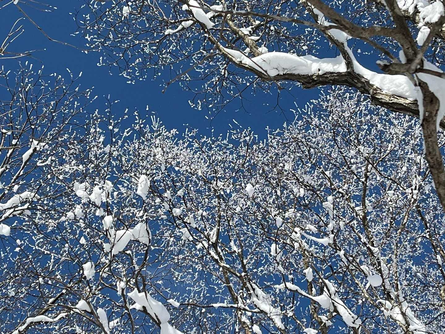 霧氷❄️綺麗💙