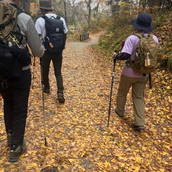 登山口まで来ると銀杏の黄色い絨毯🟨