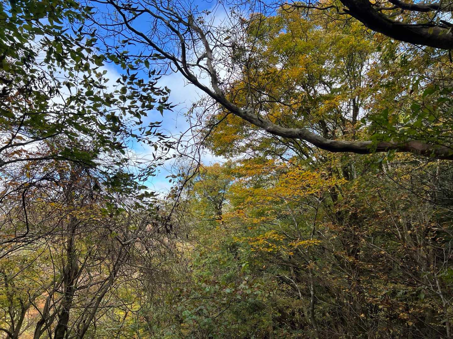 矢倉沢バス停-矢倉沢登山口-矢倉岳-清水越-地蔵堂バス停 縦走コースの写真
