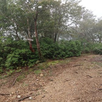 山頂付近の分岐。小さいですが木に看板がかかってます。