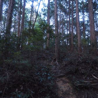 帰りはこの分岐から尾根の道で戻ります。