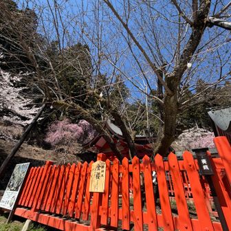 御神木 金櫻
4月末から5月に咲くらしいです