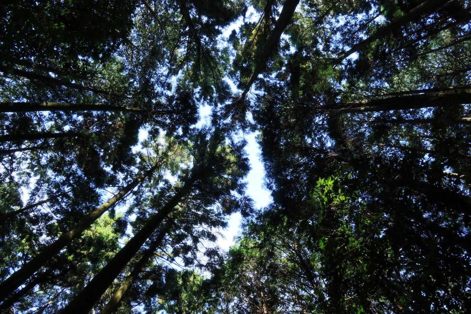 弥勒山-大谷山 周回コースの写真