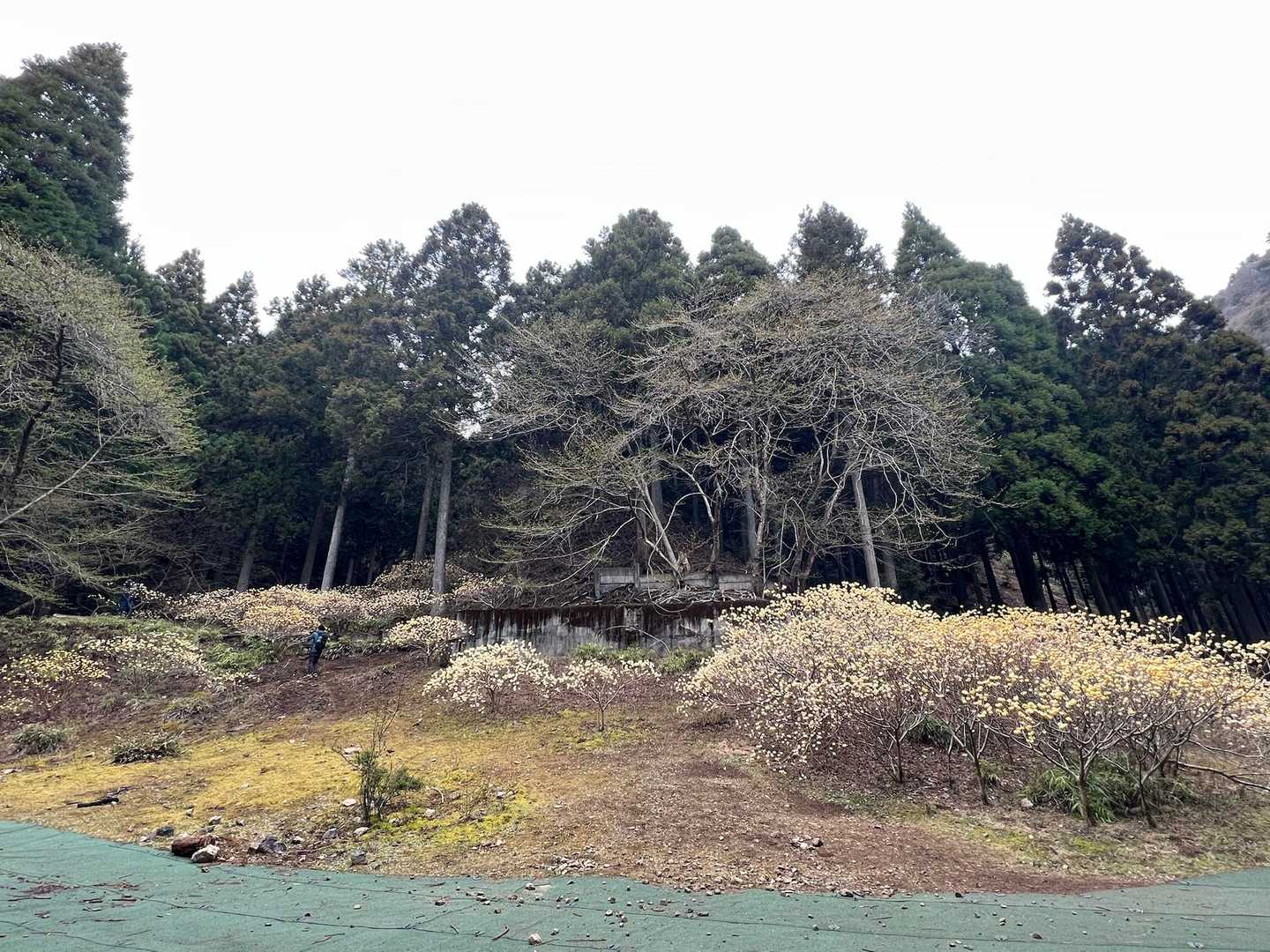 着きました〜まだ群生してました🫶