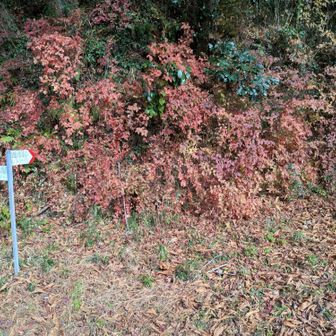 ここから再び聖武連山に向けて山道へと。