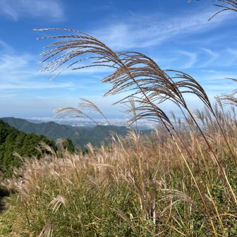 ススキの間から街並みが