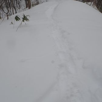 復路のラッセル
ほぼ膝下、たまにルートを外れてズボる