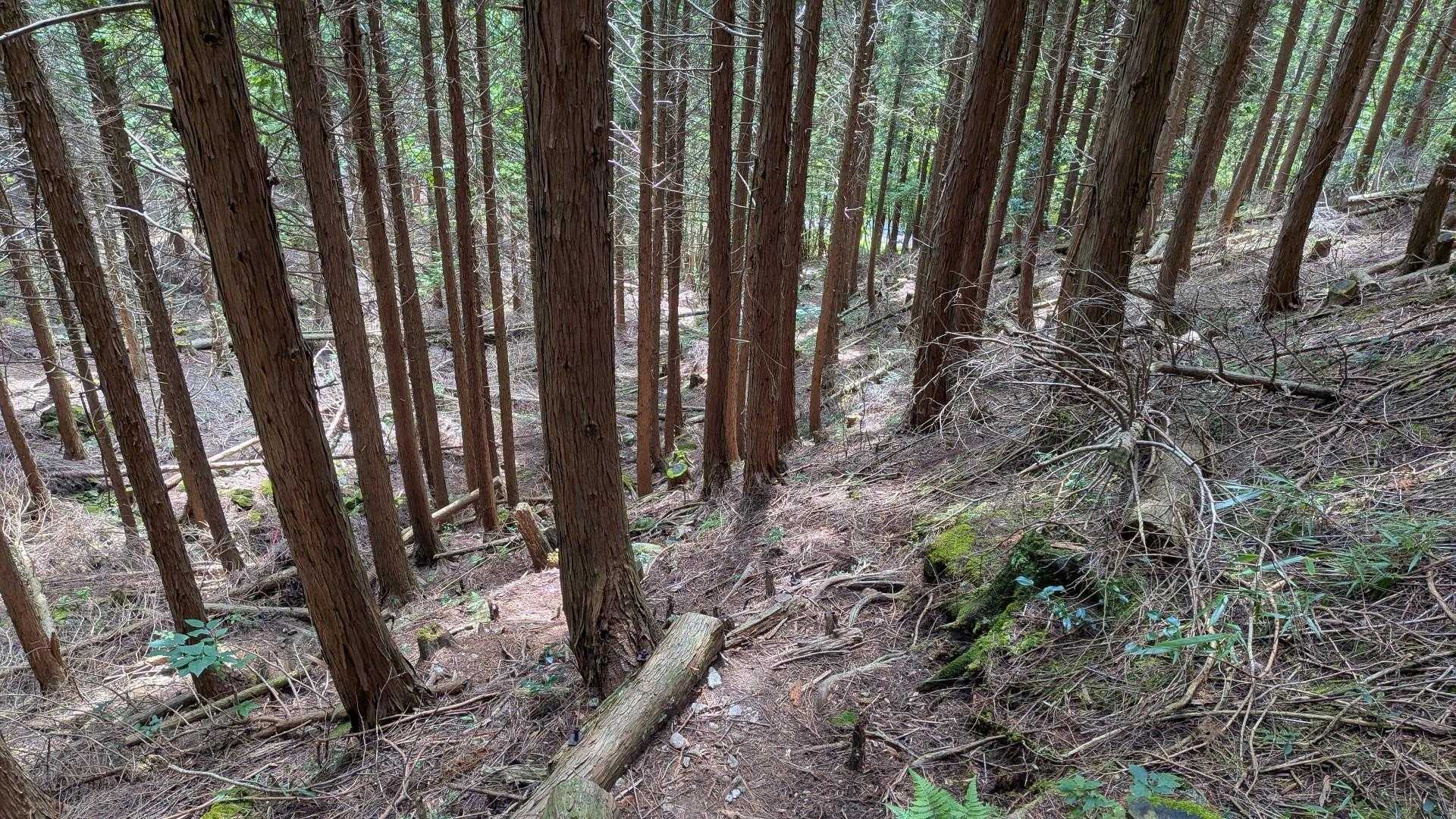 林道が見えてきた