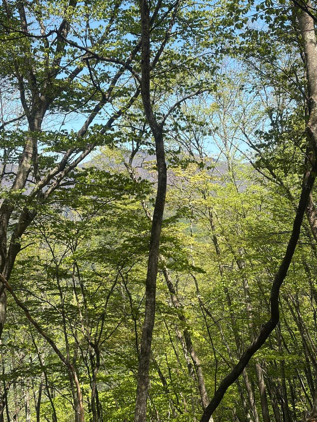 丹波役場前バス停-丹波バス停-サオラ峠 周回コースの写真