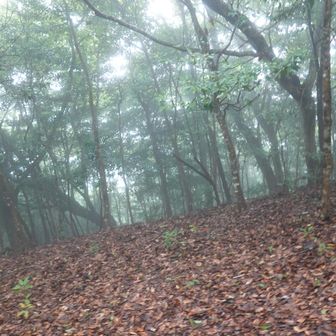 やや降って行きます。