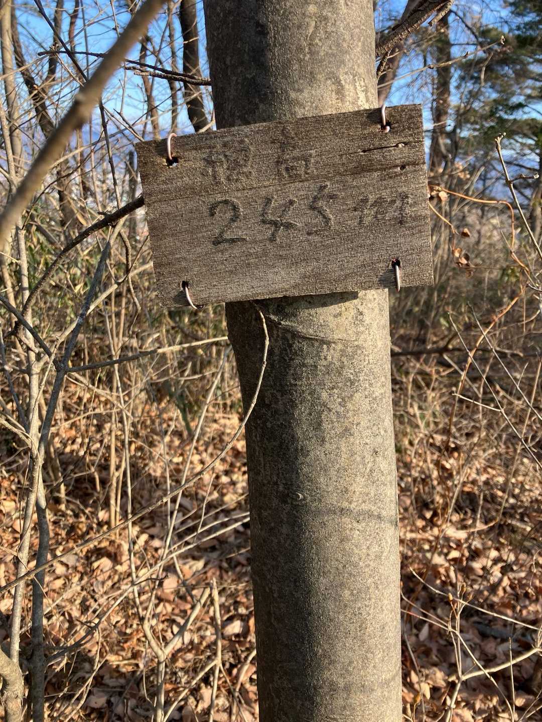 前回歩いた時は気づかず！