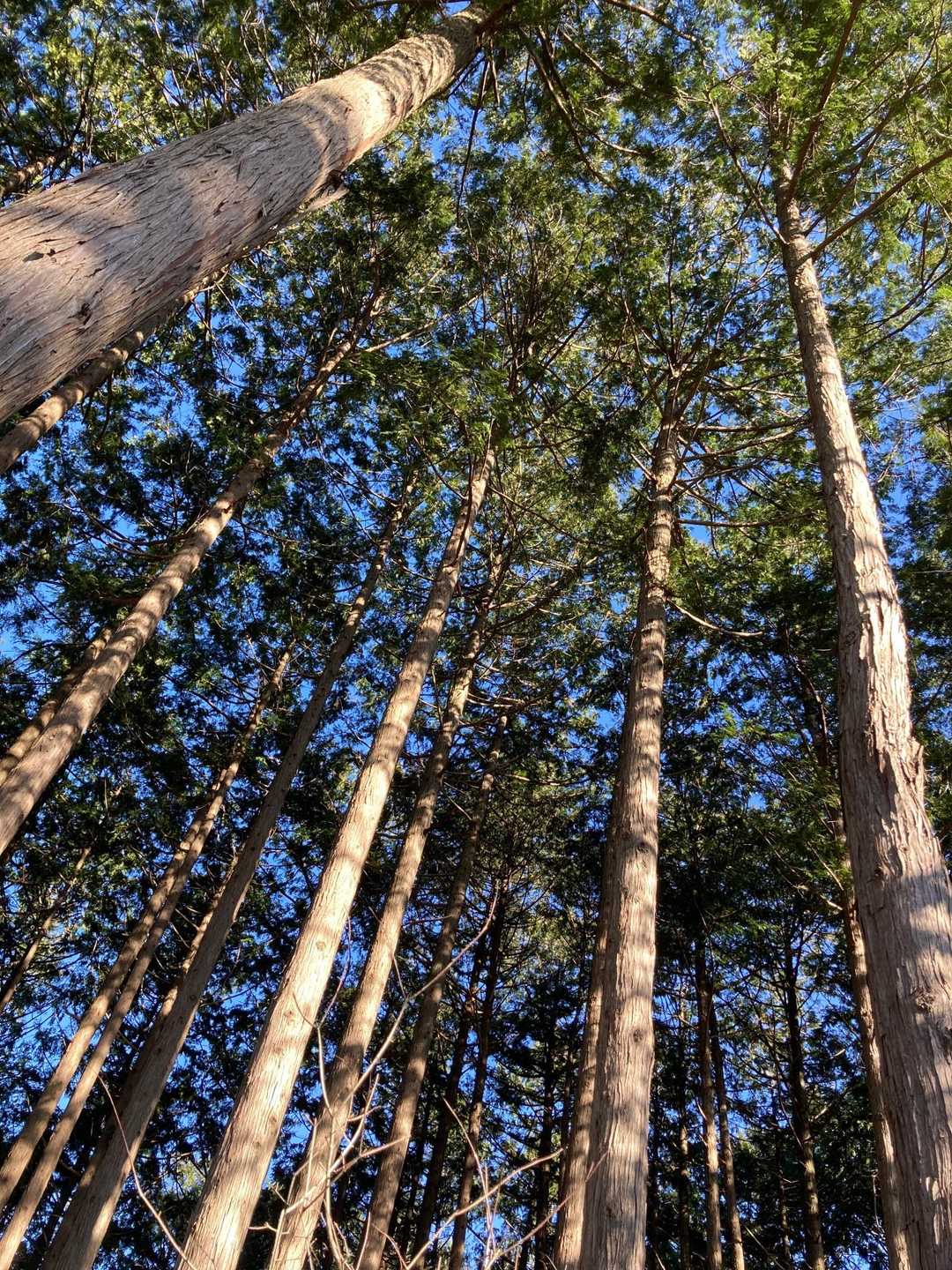 遣水観音山 往復コースの写真
