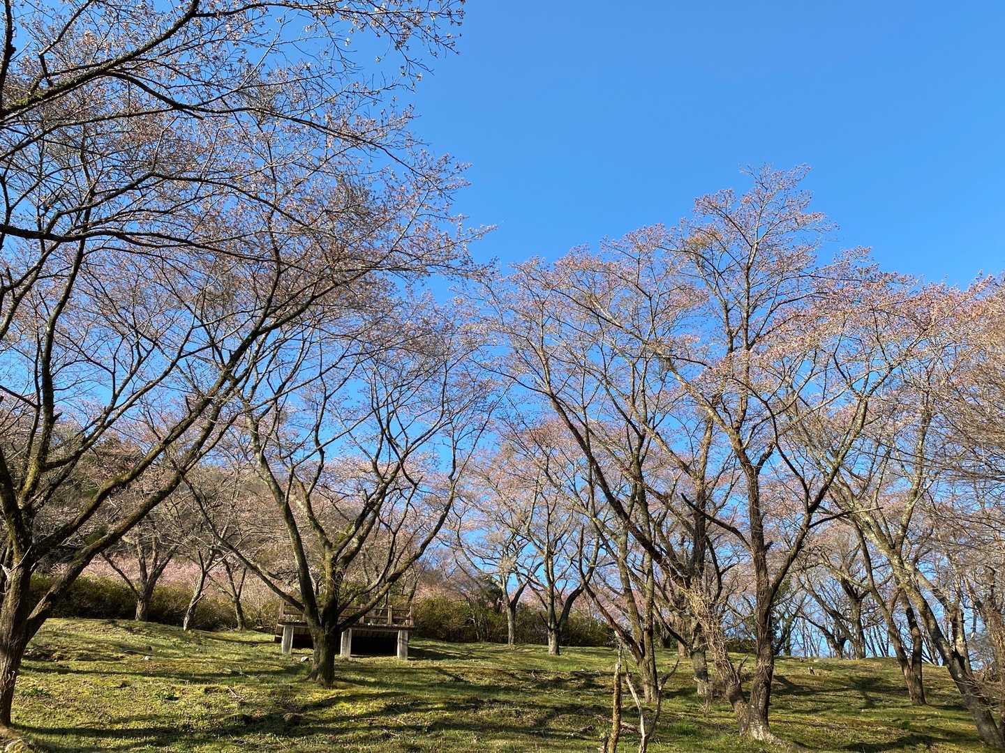 公園の桜はほぼ満開でしょうか🌸🌸
青空のキャンバスに映えますね😄
