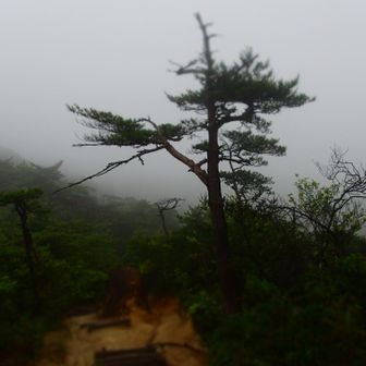 白石峰から行きしなの写真のところで撮ると霧の中のようになった