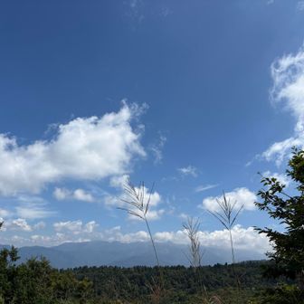 少しのススキですが‥