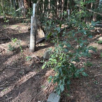 まずは京塚山⛰️
山頂手前のトレイルがなかなかの急登とズルズル滑る地質でちょっと歩きにくかった😂
