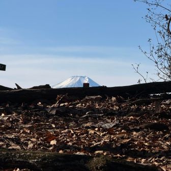 てっぺん付近が見えたと思ったら…