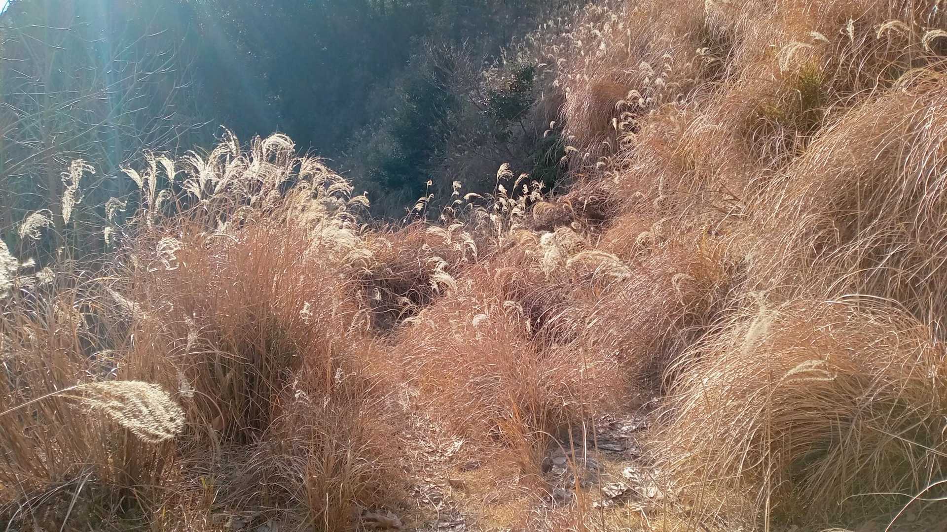 烏帽子岳 往復コースの写真