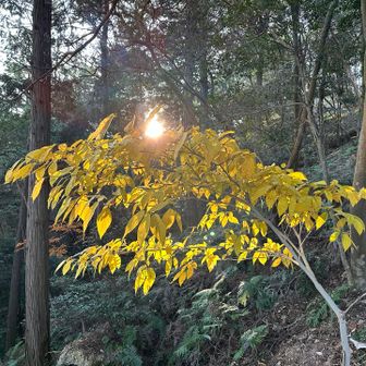 朝日に照らされていい感じ☀️✨💛