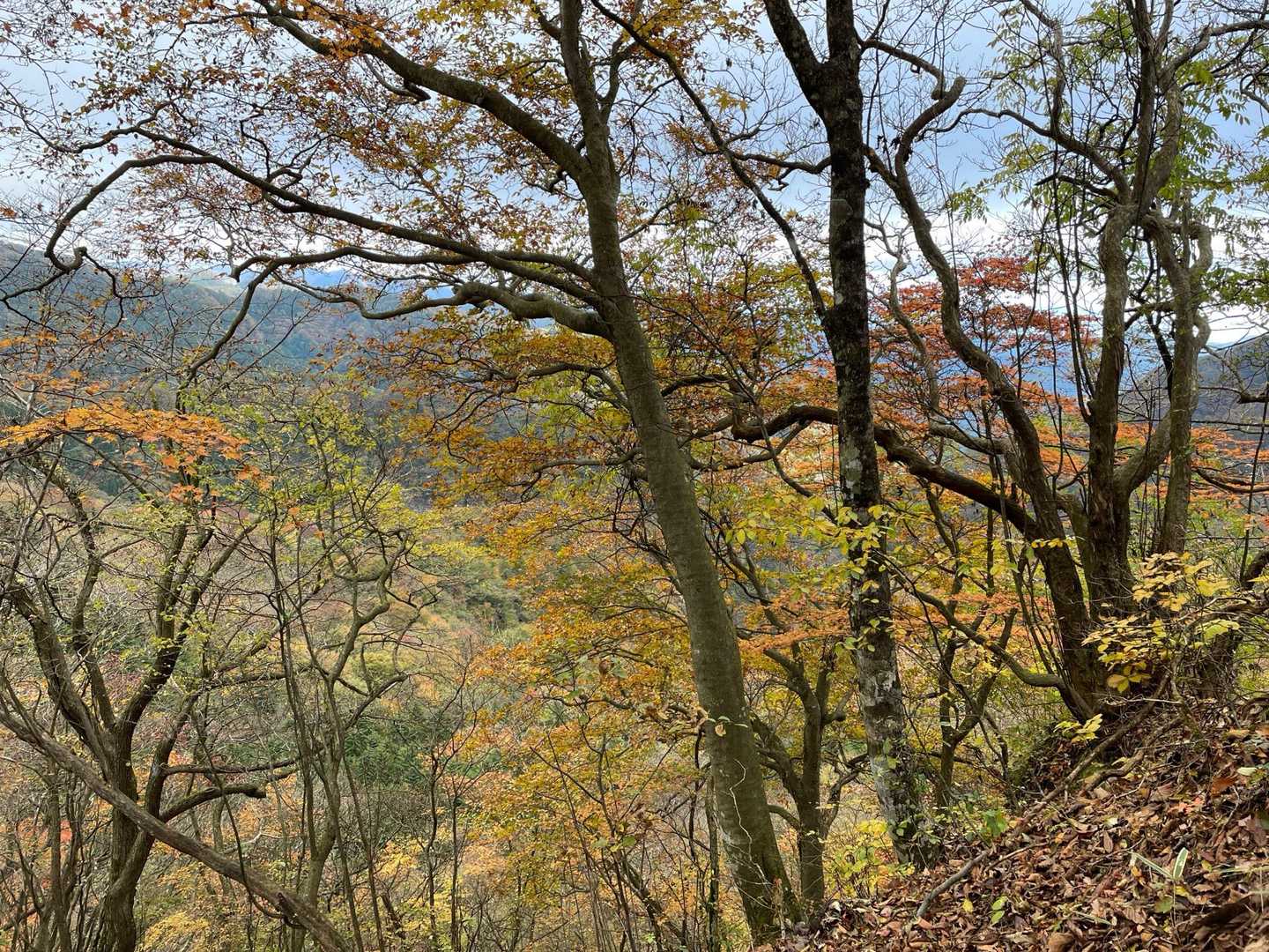 😉いい感じに紅葉🍁しています