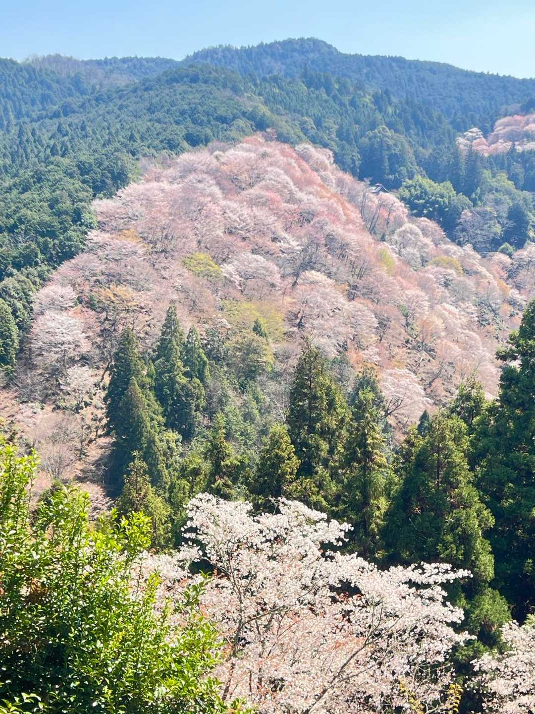 何枚も撮る📸