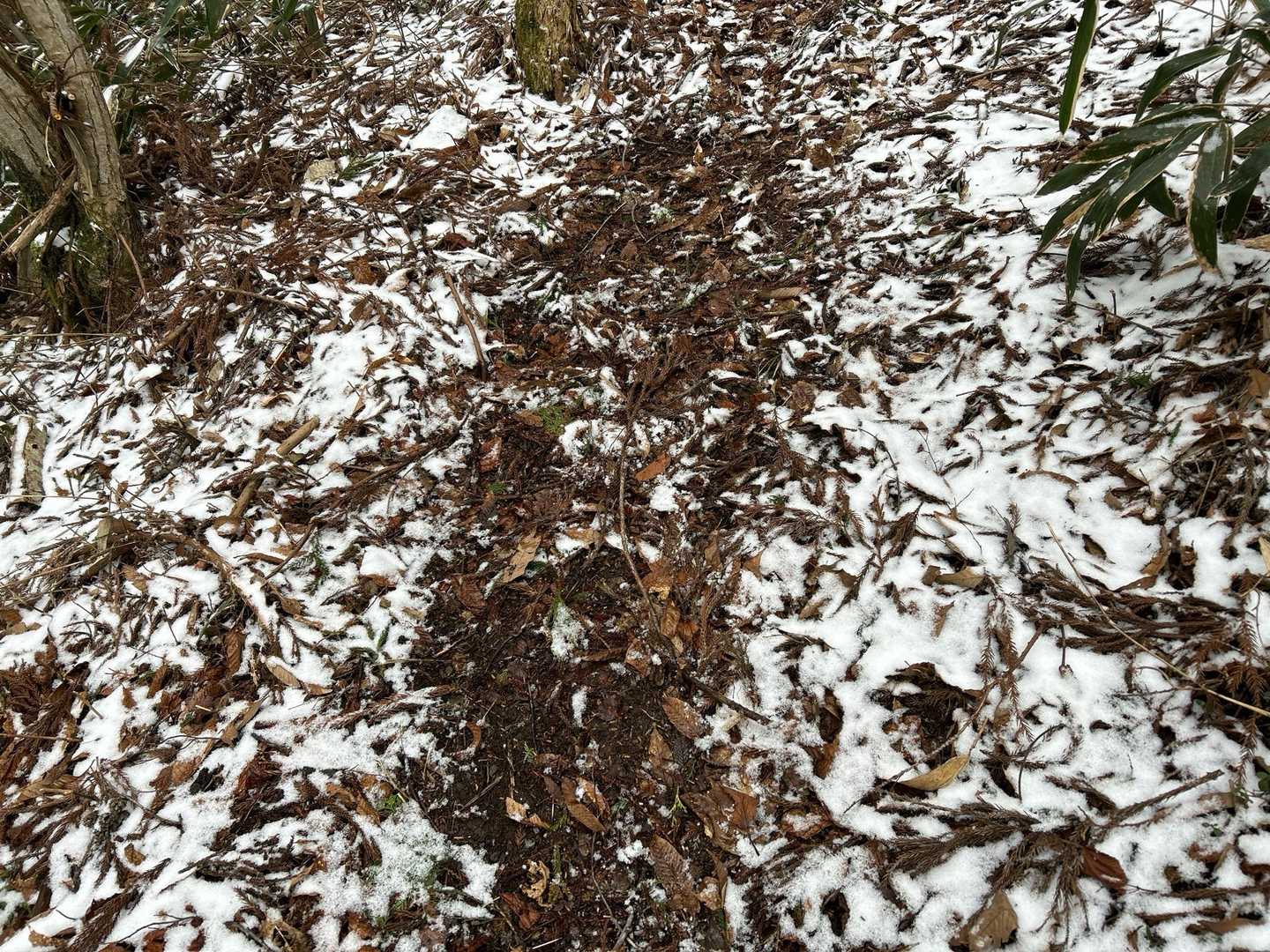 雪が降り出してこのくらい積もりました❄️