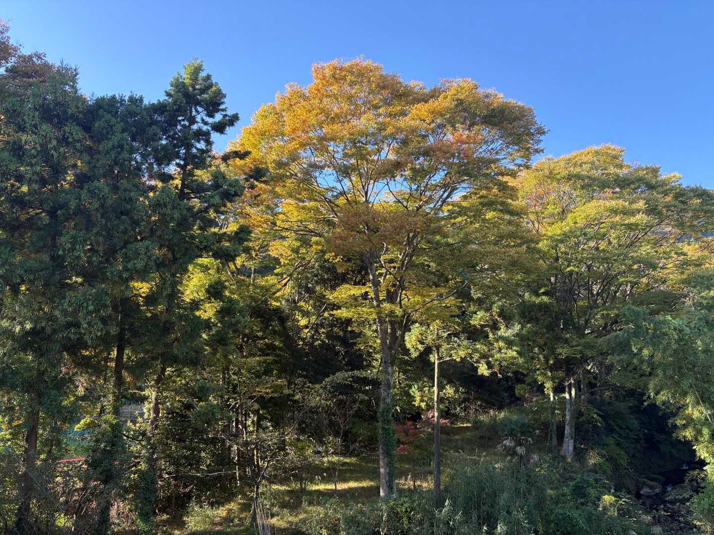 　日向薬師バス停から登山口まで、日向川沿いの車道歩きが続きます。こんな景色見ながら静かな車道をのんびり歩きました。大山ブルーの空が気持ち良い💙