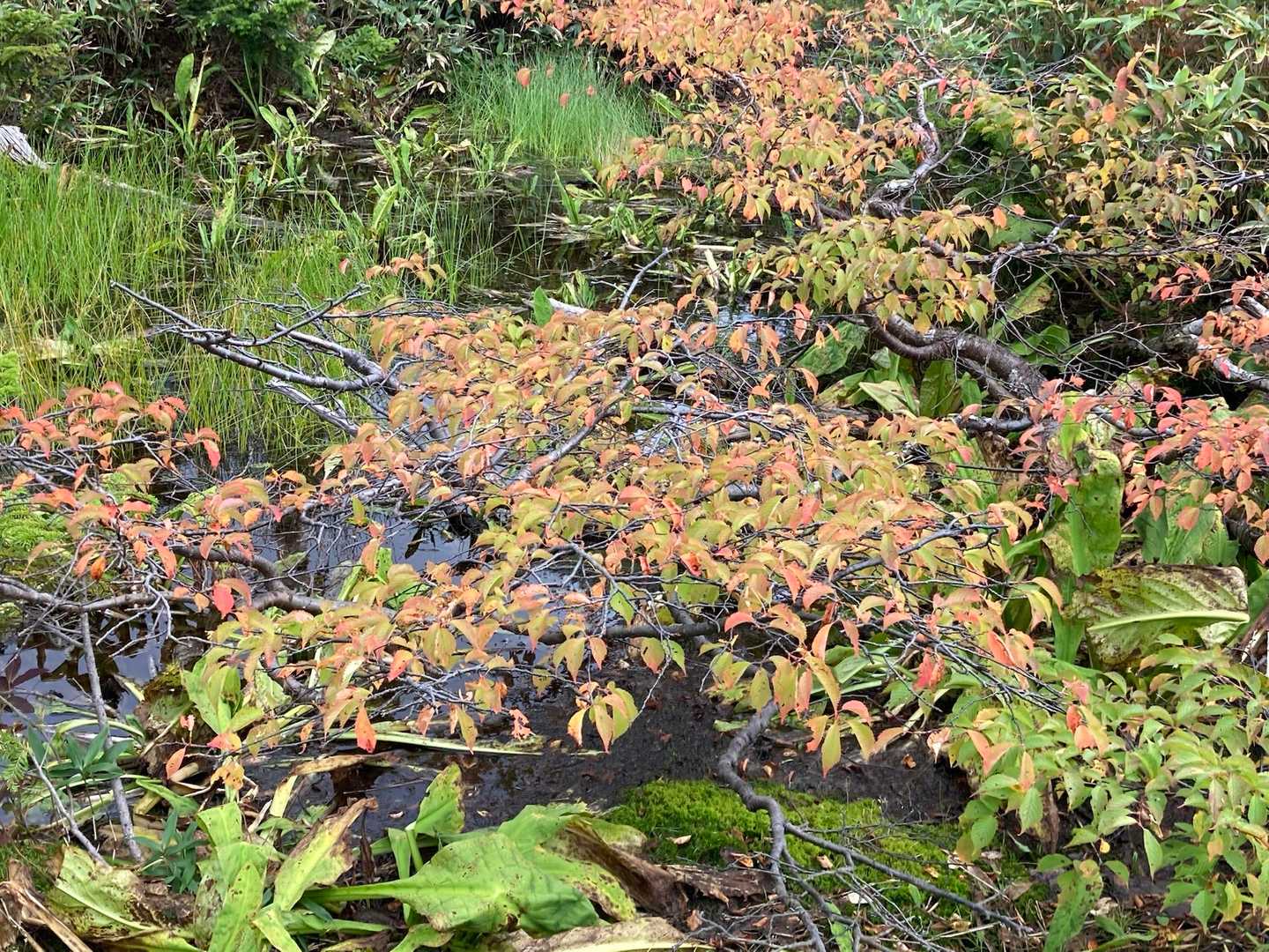 ミネザクラ
紅葉🍁